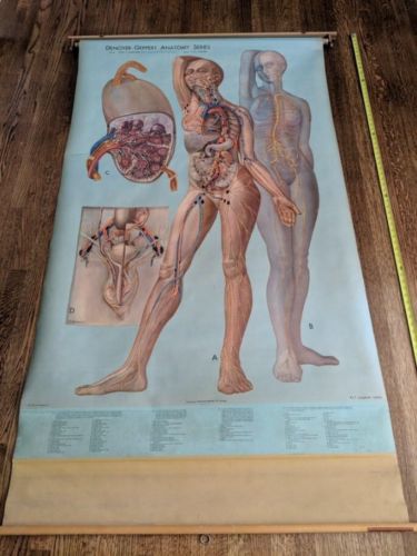 Vintage Denoyer-Geppert pull down Anatomy Chart - Lymphatic System - Mid Century