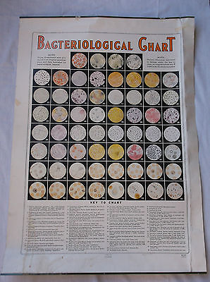 VINTAGE BACTERIOLOGICAL 60 SLIDE I.D. WALL CHART,1950 ORIGINAL, Large 25