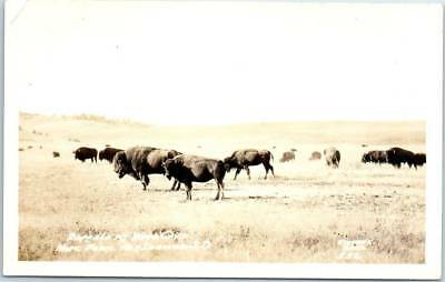 Wind Cave National Park SD RPPC Postcard Buffalo Herd Scene STEVENS Photo c1930s