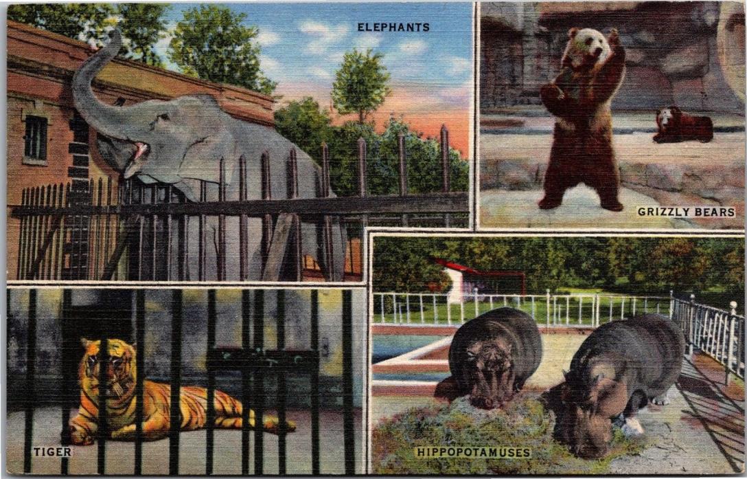 Elephant, Tiger, Hippos, Bears Memphis Zoo TN Vintage Linen Postcard Y06