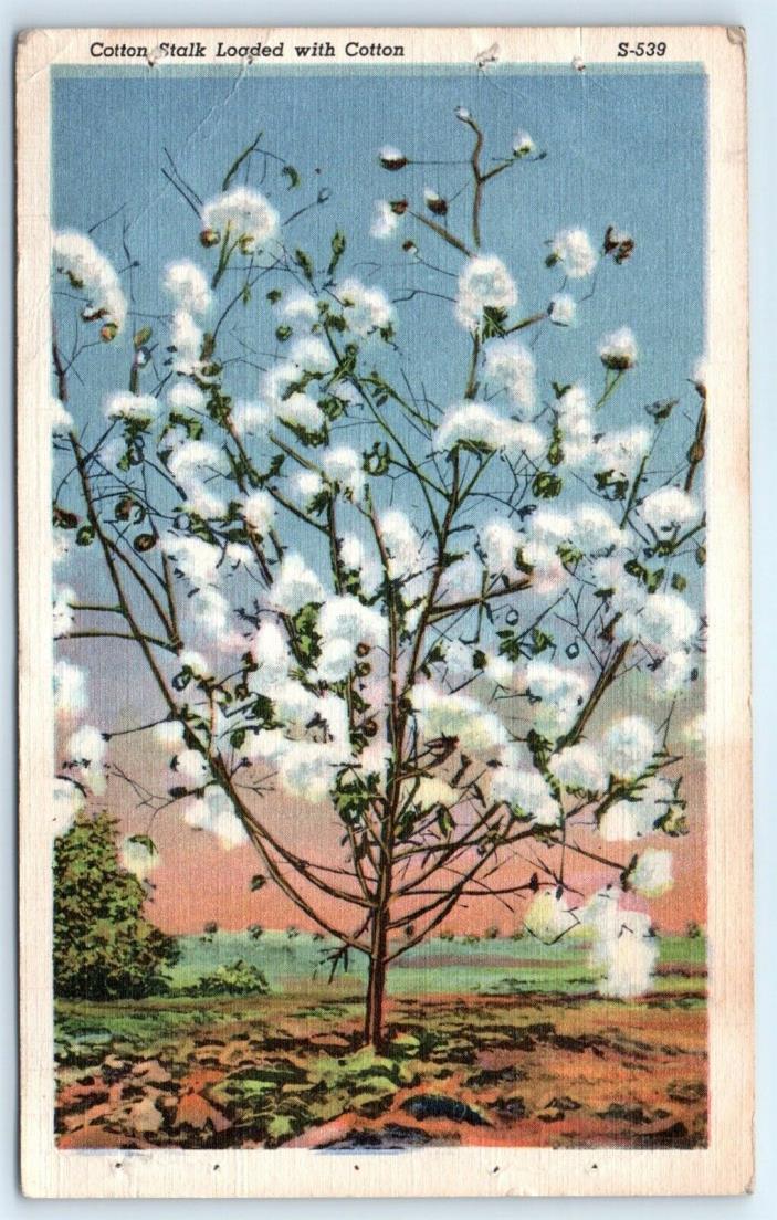 Postcard TN 1944 Cotton Stalk Loaded With Cotton Linen G4