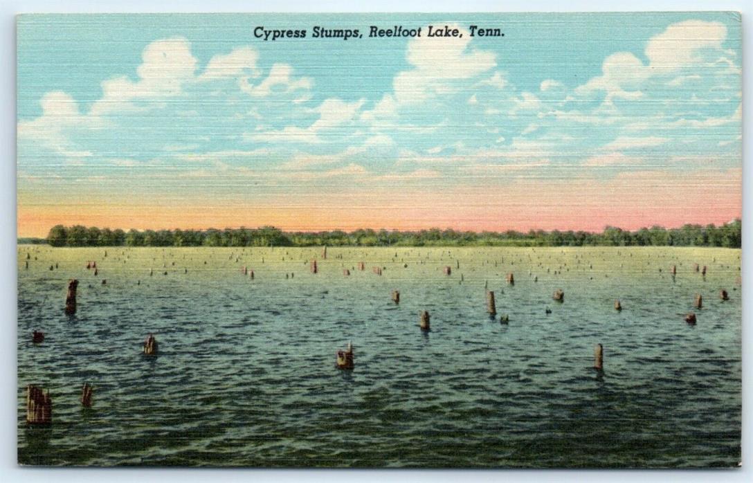 Postcard TN Cypress Stumps Reelfoot Lake Linen View Vtg G4