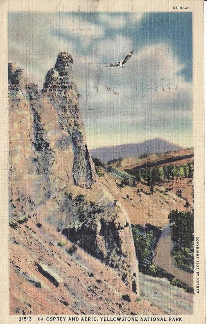 Osprey and Aerie, Yellowstone National Park Vintage Linen Postcard