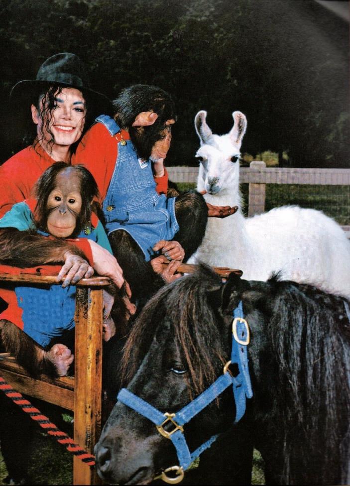 Michael Jackson 2 Page Picture Clipping Chimpanzees Chimps Llama Horse