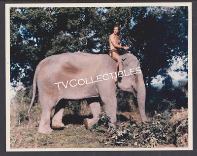 8x10 Color Photo~ TARZAN 1960s TV Series ~Ron Ely rides Elephant