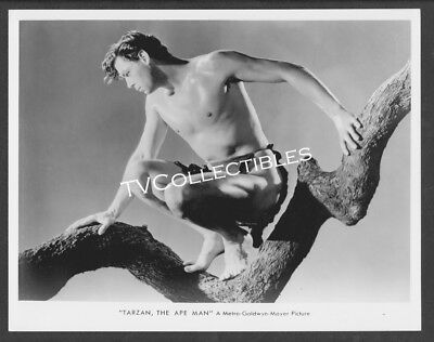 8x10 Photo~ TARZAN THE APE MAN ~Johnny Weissmuller ~In Tree