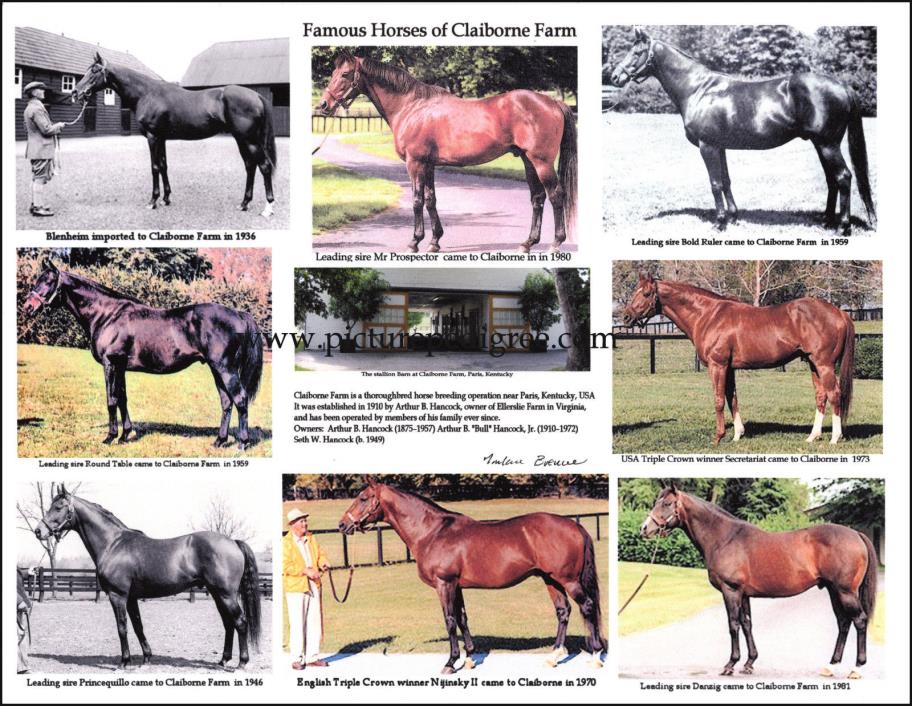 Claiborne Farm famous race horse compilation 8.5 X 11 frame ready Secretariat