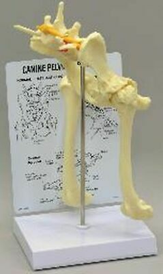 J0775 Anatomical Models Canine Hip Lower Vertebrae Model Educate Dog