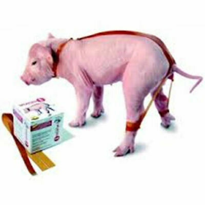 Spayleg Stop Strap Self Adhesive Pigs Piglet Lame Legs Confinement 20 Count