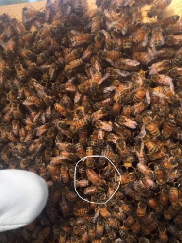 Mated Queen Bee. Live Bees. Pre Order Shipping March/ April 2019