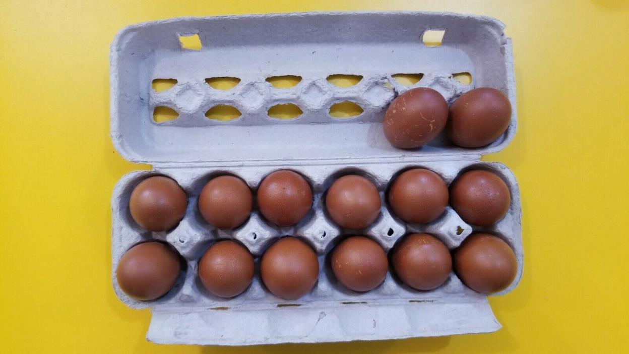 12+ Blue, Splash, and Black French Maran Fertile Hatching Eggs Heritage Ranged