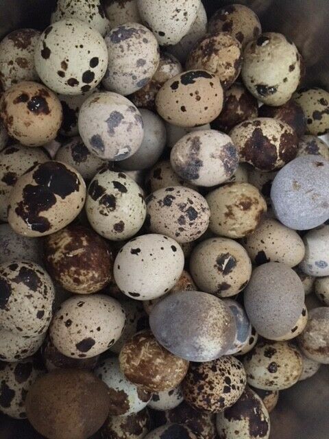 More than SIX DOZEN(72) FRESH, JUMBO, Coturnix Quail Eggs for Hatching