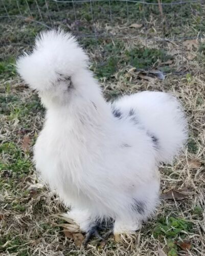 6 PAINT  Silkie Hatching  NPIP