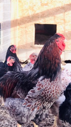 7 - BLUE laced red wyandotte hatching eggs -Bred For Correctness- **NPIP**