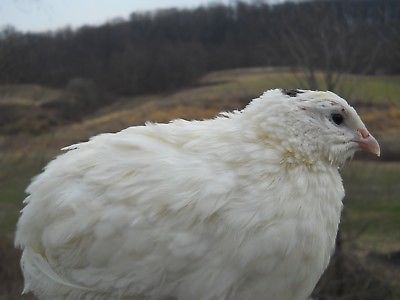 130+ KINGsWHITE  jumbo  white coturnix quail hatching eggs,