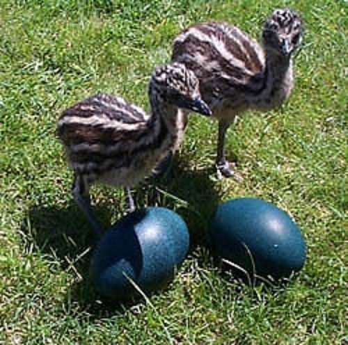 Four (4) Fresh, Fertile Emu Eggs for Incubating