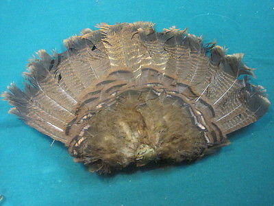 Wild turkey tail full bustle for Native American craft feather animal mount art