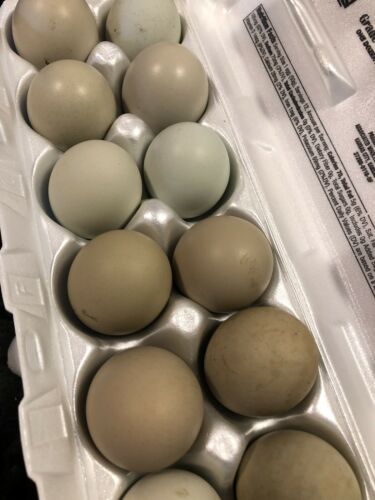 F1 Olive Egger Hatching Eggs - 6