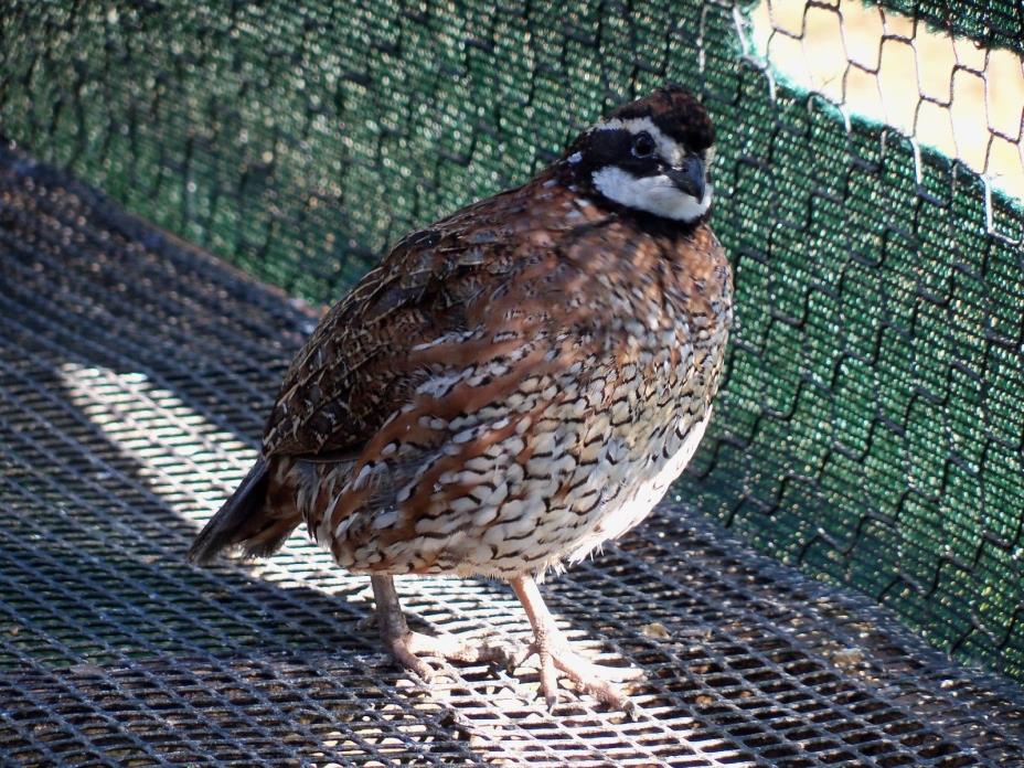 25+ Northern Bobwhite Quail Hatching Eggs  NPIP and AI tested clean