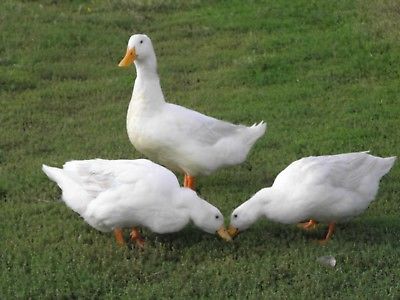 6 ~ NPIP~ Purebred Pekin Duck - Fresh & Fertile Hatching Eggs