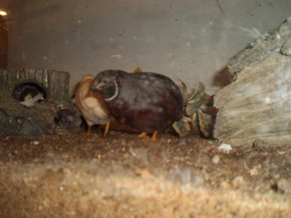 8+ TINY BUTTON QUAIL HATCHING EGGS