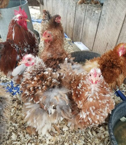 LIMITED TIME 12 Fertile Calico Bantam Cochin smooth & Frizzled Hatching Egg NPIP