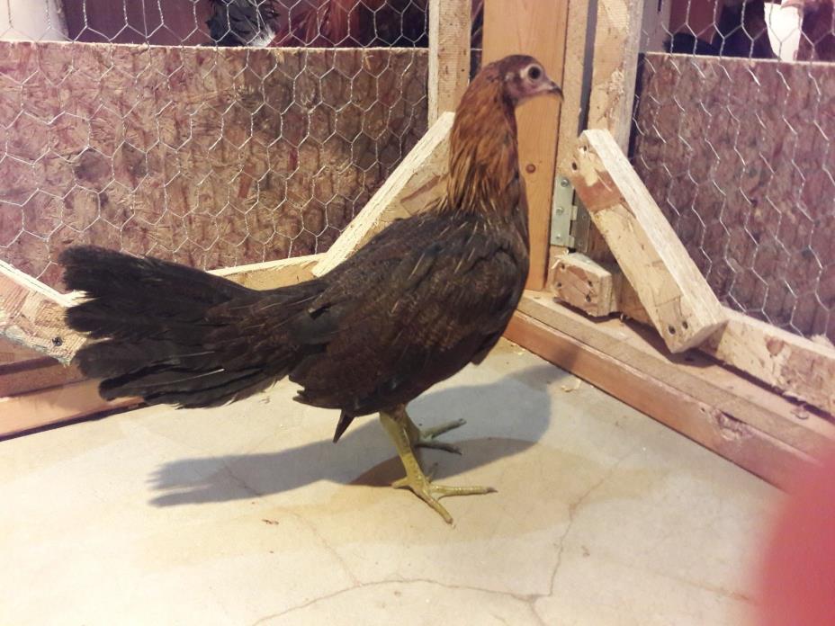 Leiper de rat hatch, Hatching Eggs Chicken Poultry read description