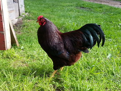12 + Buckeye Hatching Eggs