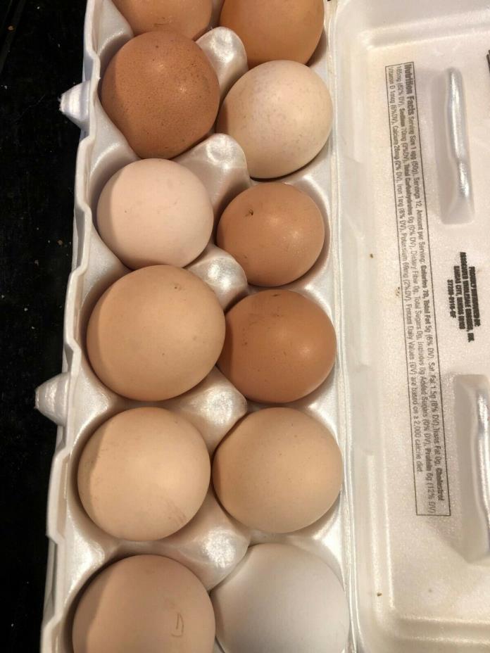 Backyard Mix - 12 Fertile Hatching Eggs