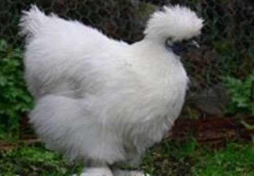 6 Fertile White Silkie Hatching Eggs