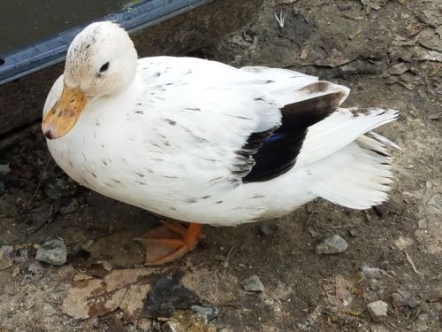 12 CALL DUCK eggs, hatching, incubator dwarf size ducks NPIP