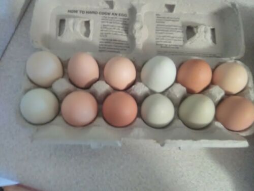 12 Barnyard Mix Hatching Chicken Eggs