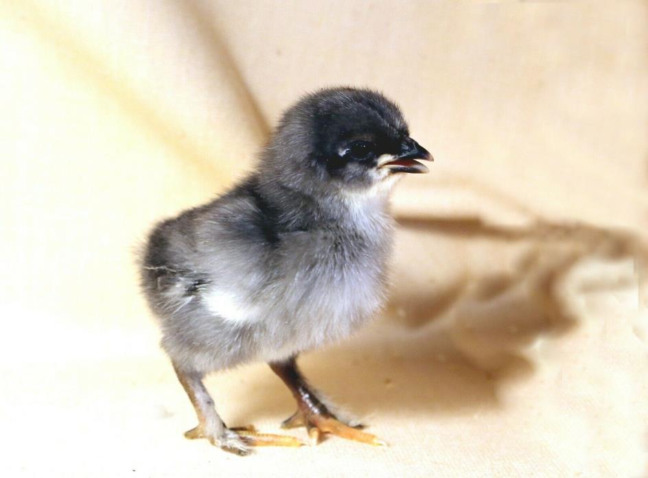 Blue Copper Marans 6+1  Hatching Eggs Bev Davis Lines Three Willow Farms