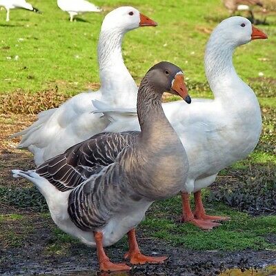 goose geese hatching eggs 2 •••TOULOUSE•••