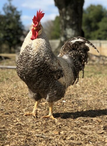 24 Rainbow Barnyard Mix Hatching Eggs