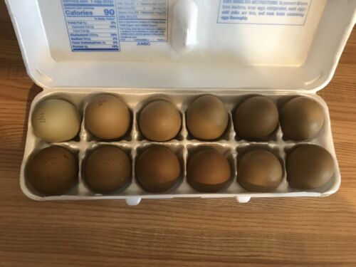 Olive Egger Fertile Eggs 12+