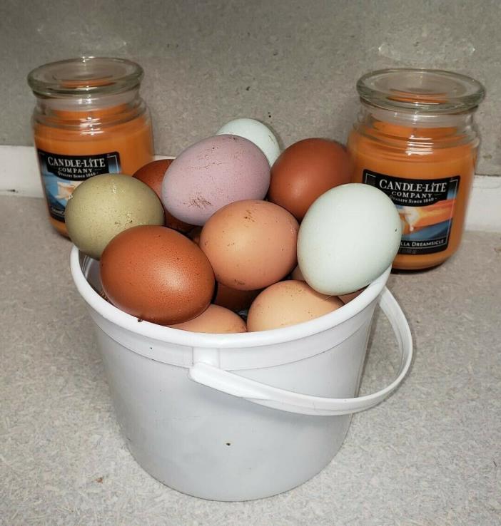 Assorted Bucket O'Eggs Fertile Chicken Hatching Eggs, Rare and Old Fashioned