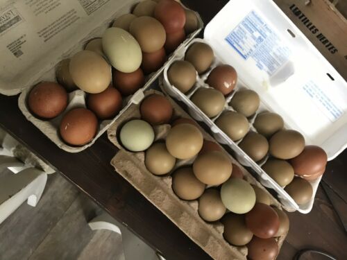 Black Copper Maran Fertile Eggs 12+