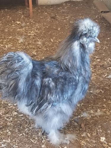 6 Fertile  Silkie/Satin chicken hatching eggs NPIP and AI clean