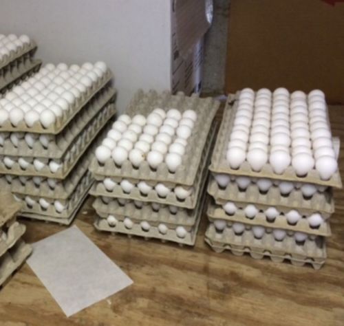 50 Georgia Giant Bobwhite Quail Hatching eggs