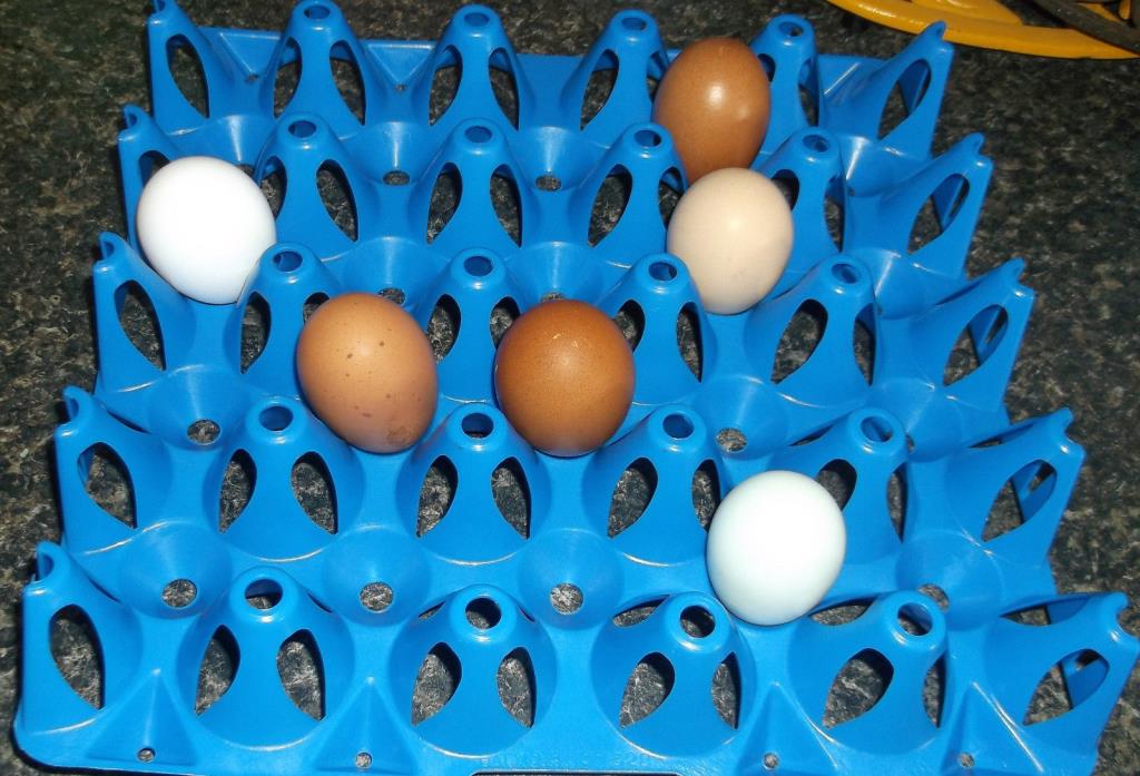 2 Plastic Egg Trays Chicken Turkey Duck Holds 20 Eggs TR-20
