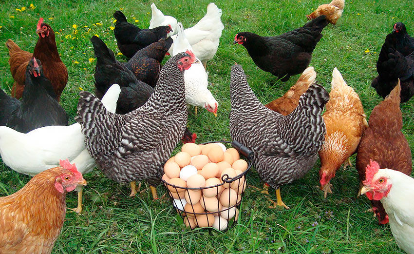 12 Barnyard Mix Fertilized Hatching Eggs