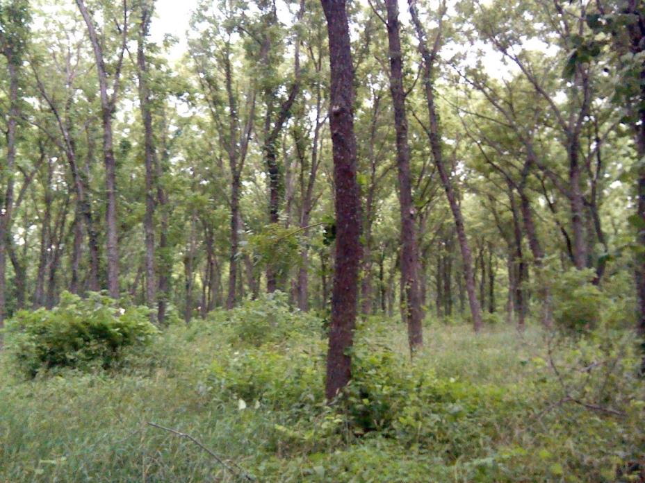 Black Walnut Tree (Lumber) Plantation