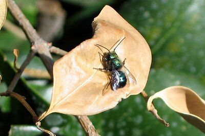 Blue Orchard Mason Bees / 250 inspected parasite free bee cocoons