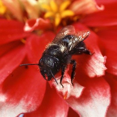 Californica Orchard Mason Bees/ Blue Orchard Bee  ( REED COMBO )