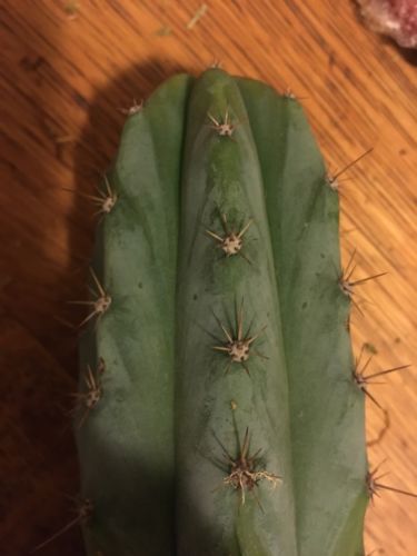 Echinopsis Trichocereus Short Spine Peruvianus 9” Cactus Cutting Succulent