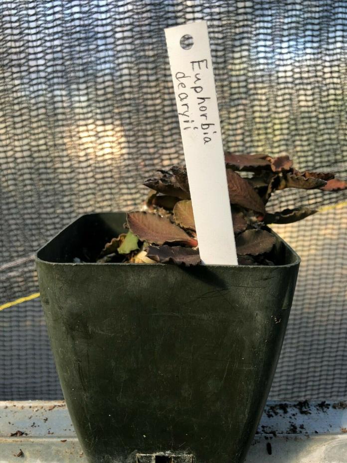 Euphorbia decaryii