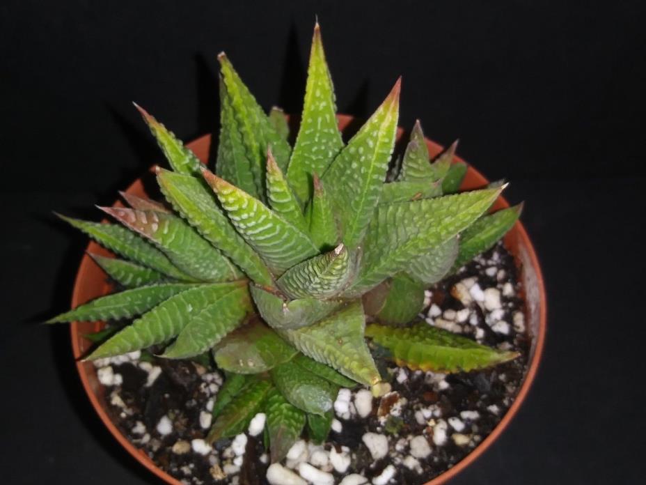 Haworthia limifolia fa. striata x pumila  rare exotic succulent