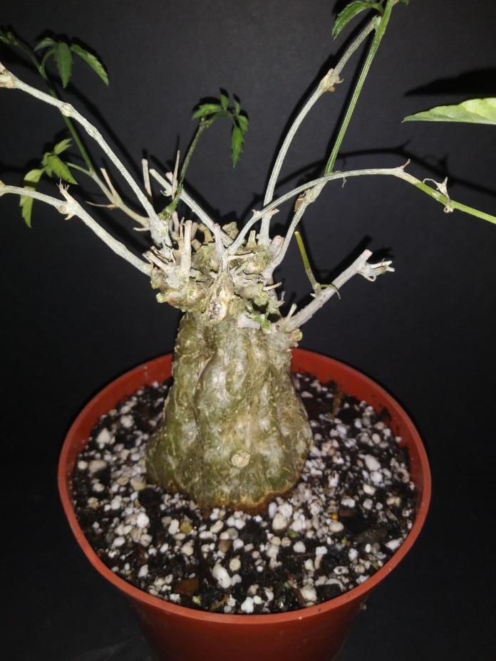Momordica rostrata exotic caudex succulent