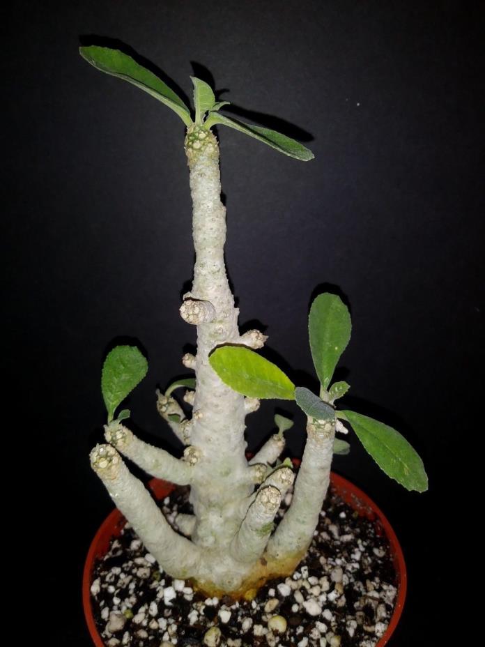 Dorstenia SP exotic caudex succulent plant